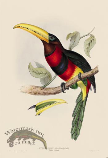 Banded Aracari